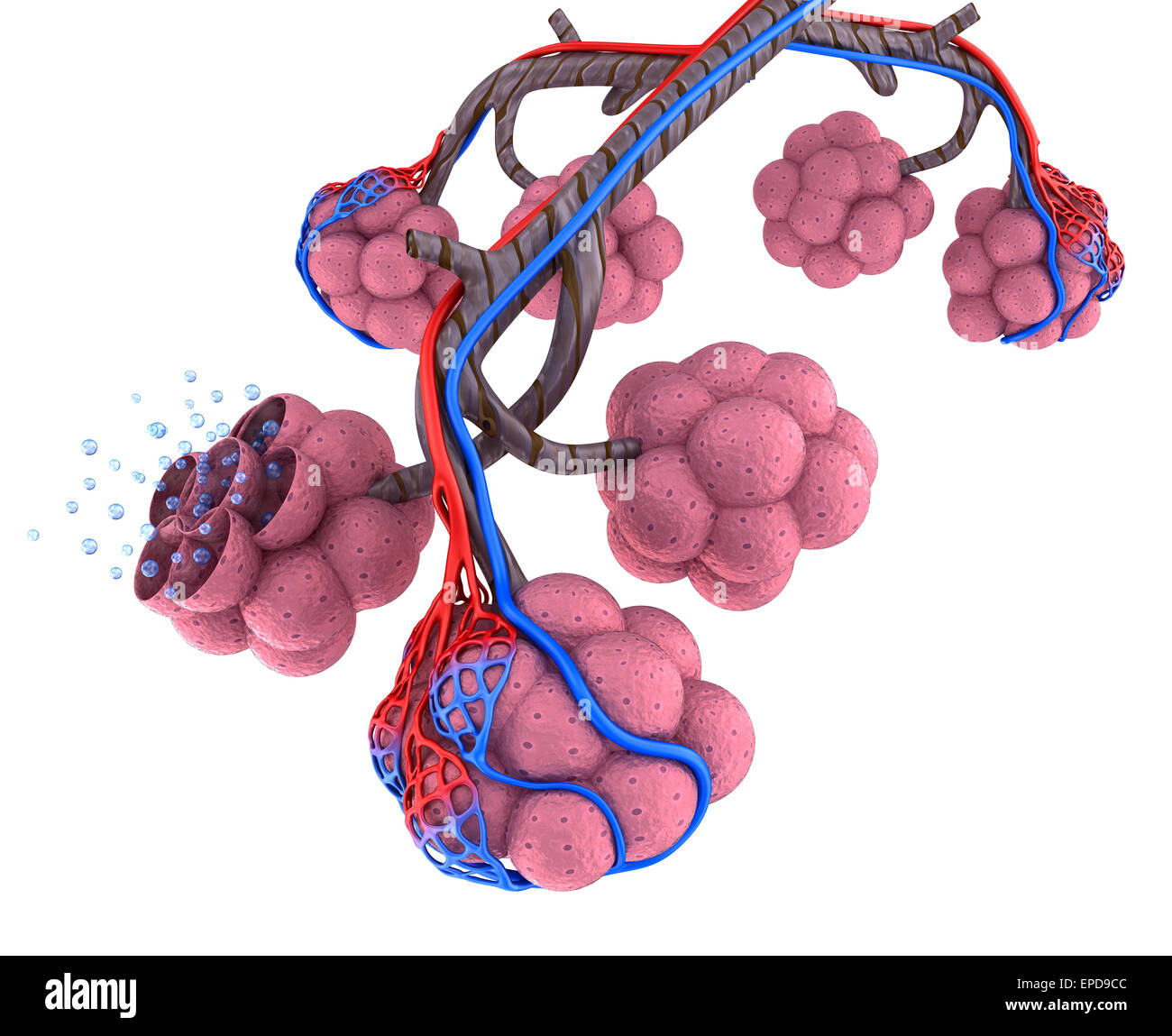 Alveolen in der Lunge - Blut mit Sauerstoff zu sättigen Stockfoto