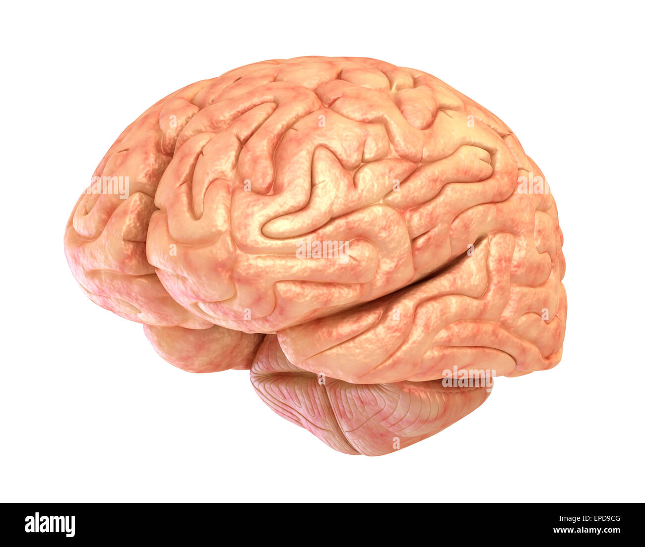Menschliche Gehirn Modell, isoliert Stockfoto