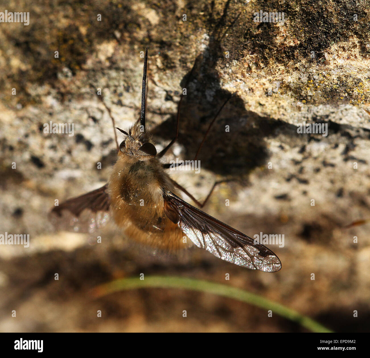 Bienen fliegen. Bombyliidae sind eine Familie der fliegen. Der gemeinsame Name ist Biene fliegen. Stockfoto