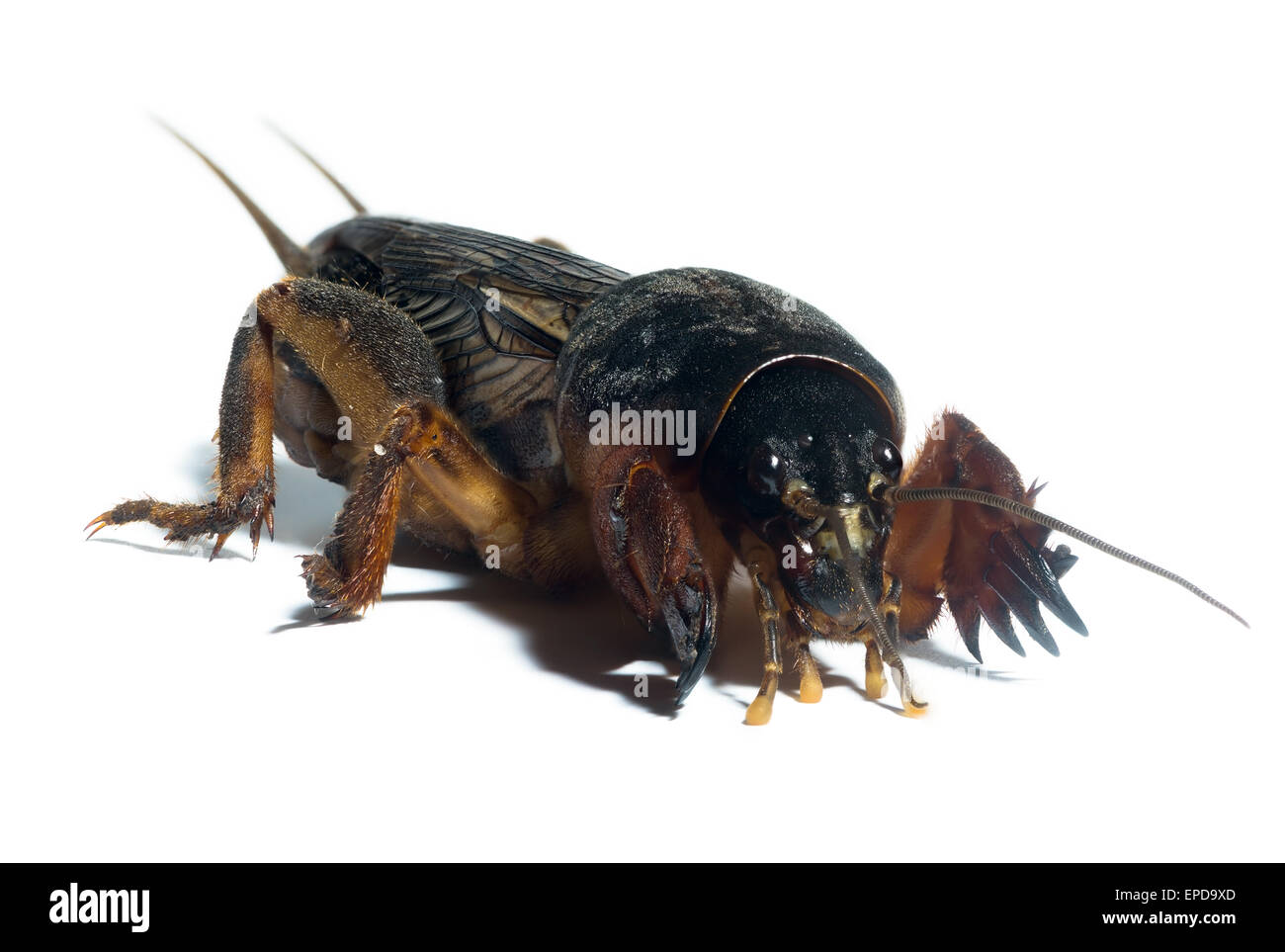 Die Maulwurfsgrillen sind die Familie Gryllotalpidae Stockfoto