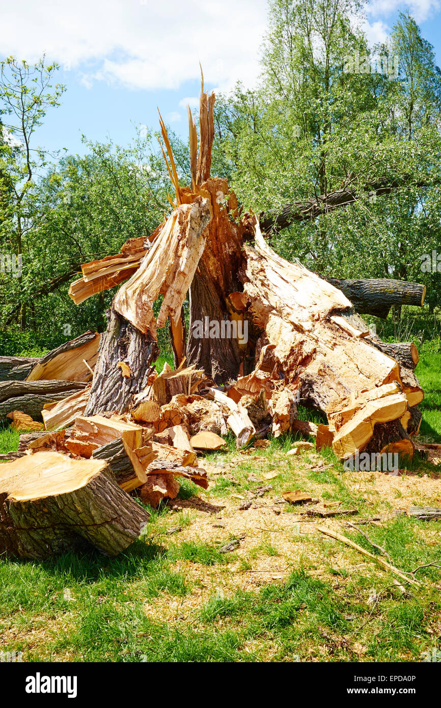 Gefallenen Baum beschädigt durch einen Sturm Riverside Park St Neots Cambridgeshire UK Stockfoto