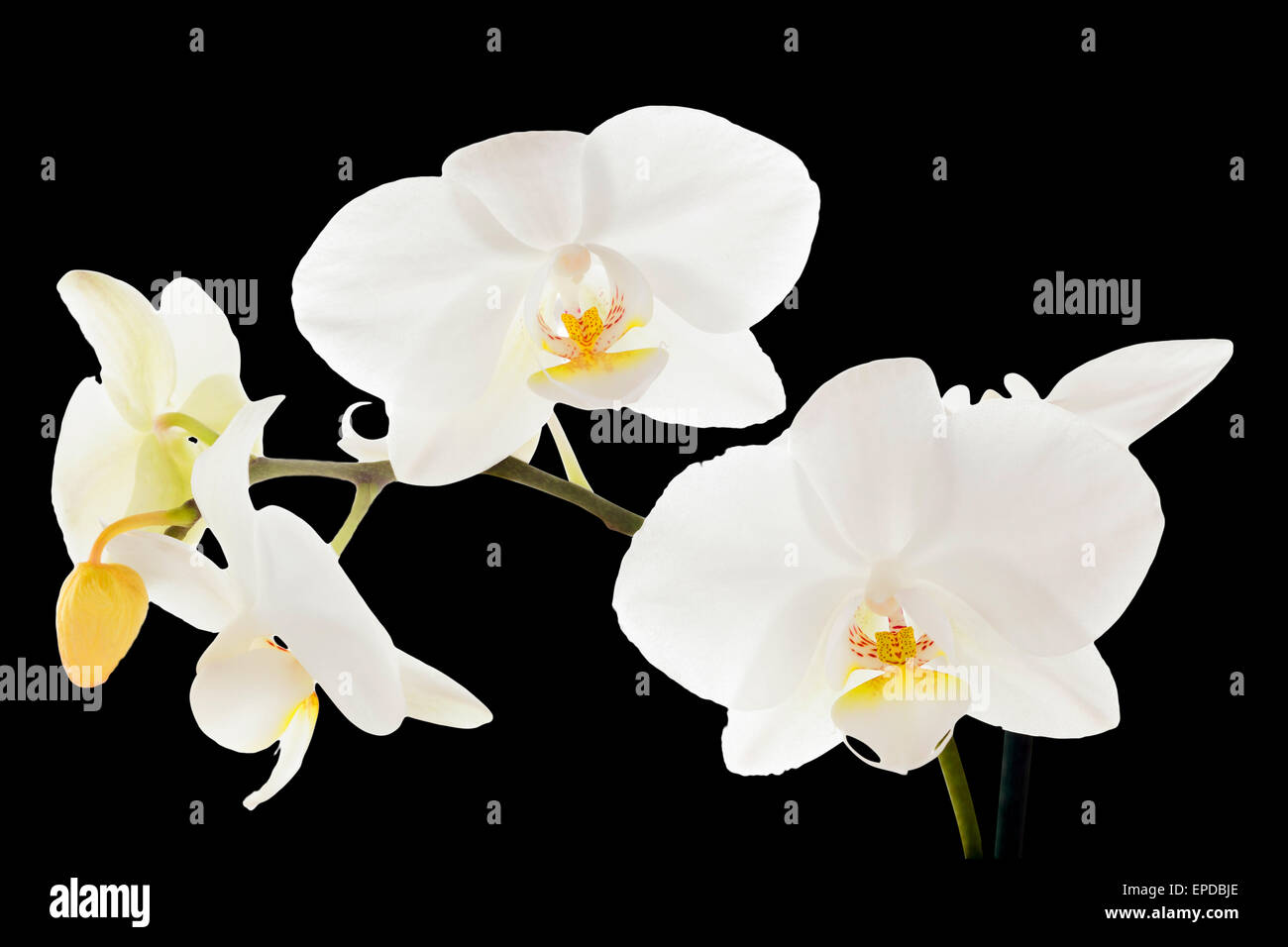 Weiße Orchidee auf schwarzem Hintergrund Stockfoto