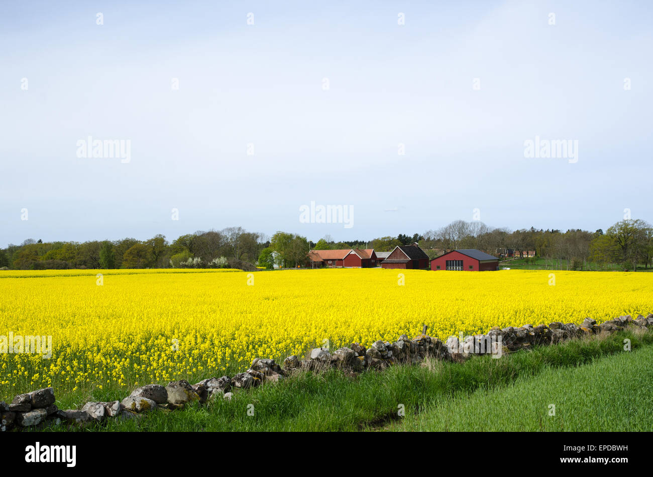 Schwedische ländliche Landschaft mit Blüte Raps vor ein Dorf mit traditionellen roten Scheunen Stockfoto