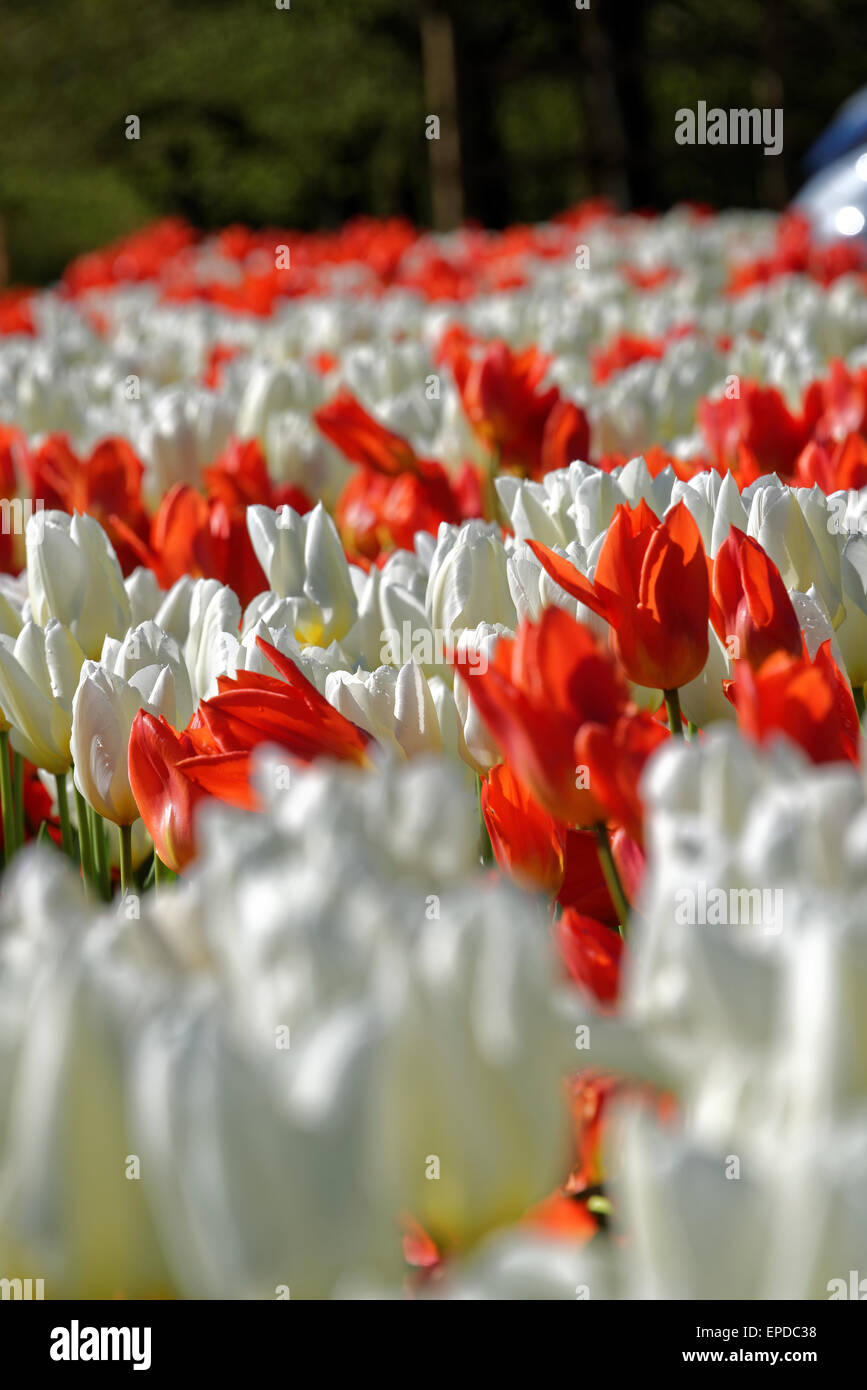 Weiß und orange Tulpen blühen auf einem Blumenbeet, Frühling, Mai Stockfoto