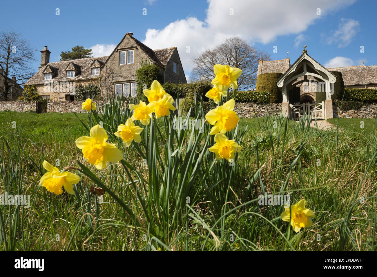 Narzissen mit St.-Peter Kirche und Cotswold Cottage Duntisbourne Abbotts, Cirencester, Gloucestershire, England, UK Stockfoto