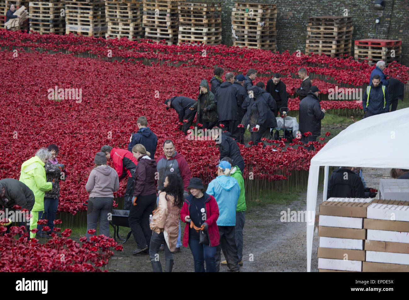 Freiwilligen zu demontieren die Festschrift Kunstinstallation "Blut Mehrfrequenzdarstellung Länder und Meere of Red", beginnen die bietet Hunderte von Keramik Mohnblumen im Graben an der Tower of London.  Mitwirkende: Atmosphäre wo: London, Vereinigtes Königreich bei: Kredit-12. November 2014: Seb/WENN.com Stockfoto