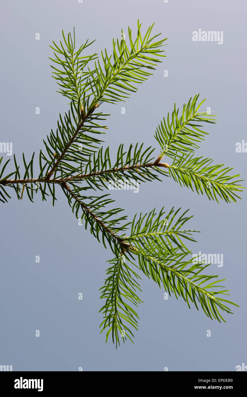 Gemeinsamen Fichte, Weihnachtsbaum, Gewöhnliche Fichte, Rot-Fichte, Rotfichte, Picea Abies, Nadeln, Blätter, Blatt Stockfoto