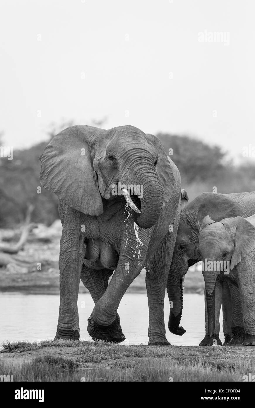 Elefanten an einem Wasserloch im Etosha Nationalpark, Namibia. Stockfoto