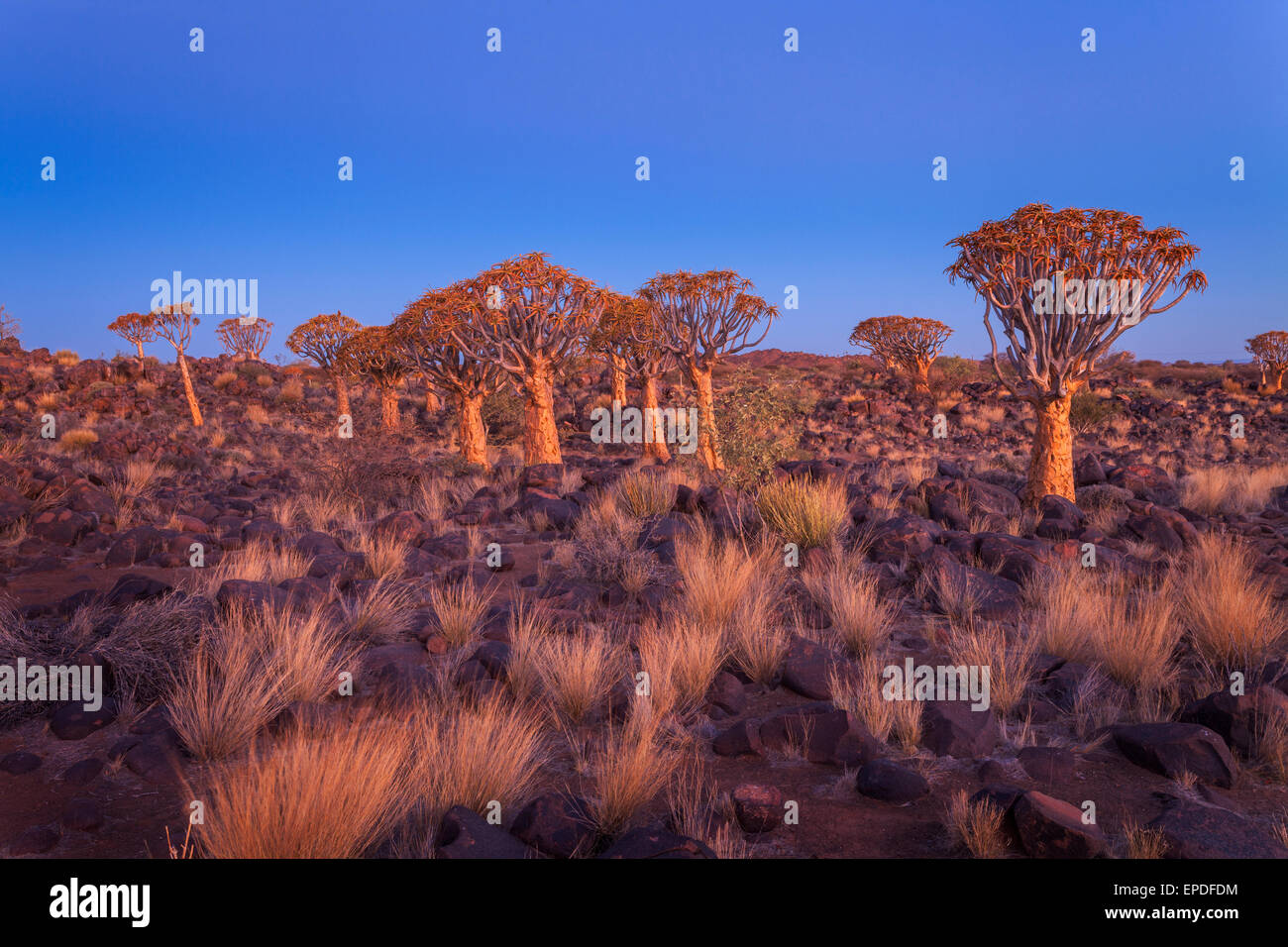 Köcherbäume in der Abenddämmerung, Keetmanshoop, Namibia. Stockfoto
