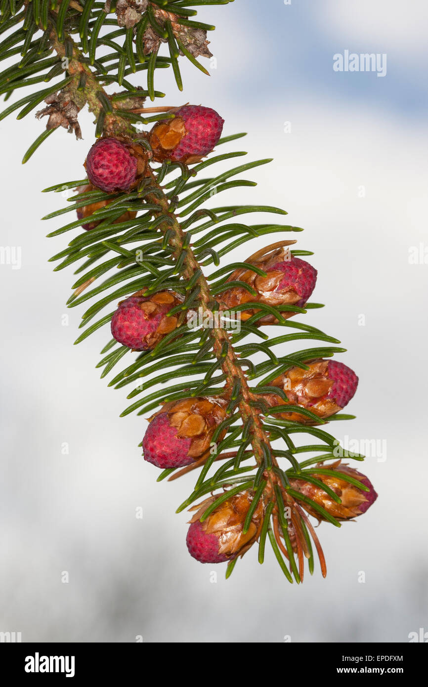 Gemeinsamen Fichte, Weihnachtsbaum, weibliche Blüte, Gewöhnliche Fichte, Rot-Fichte, Weibliche Blüte, Rotfichte, Picea Abies Stockfoto