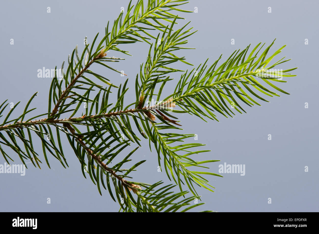 Gemeinsamen Fichte, Weihnachtsbaum, Gewöhnliche Fichte, Rot-Fichte, Rotfichte, Picea Abies, Nadeln, Blätter, Blatt Stockfoto