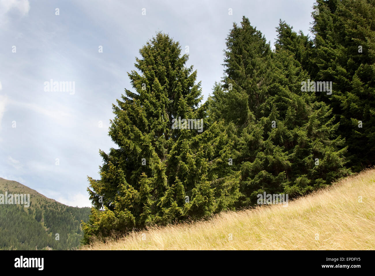 Gemeinsamen Fichte, Weihnachtsbaum, Gewöhnliche Fichte, Rot-Fichte, Rotfichte, Picea abies Stockfoto