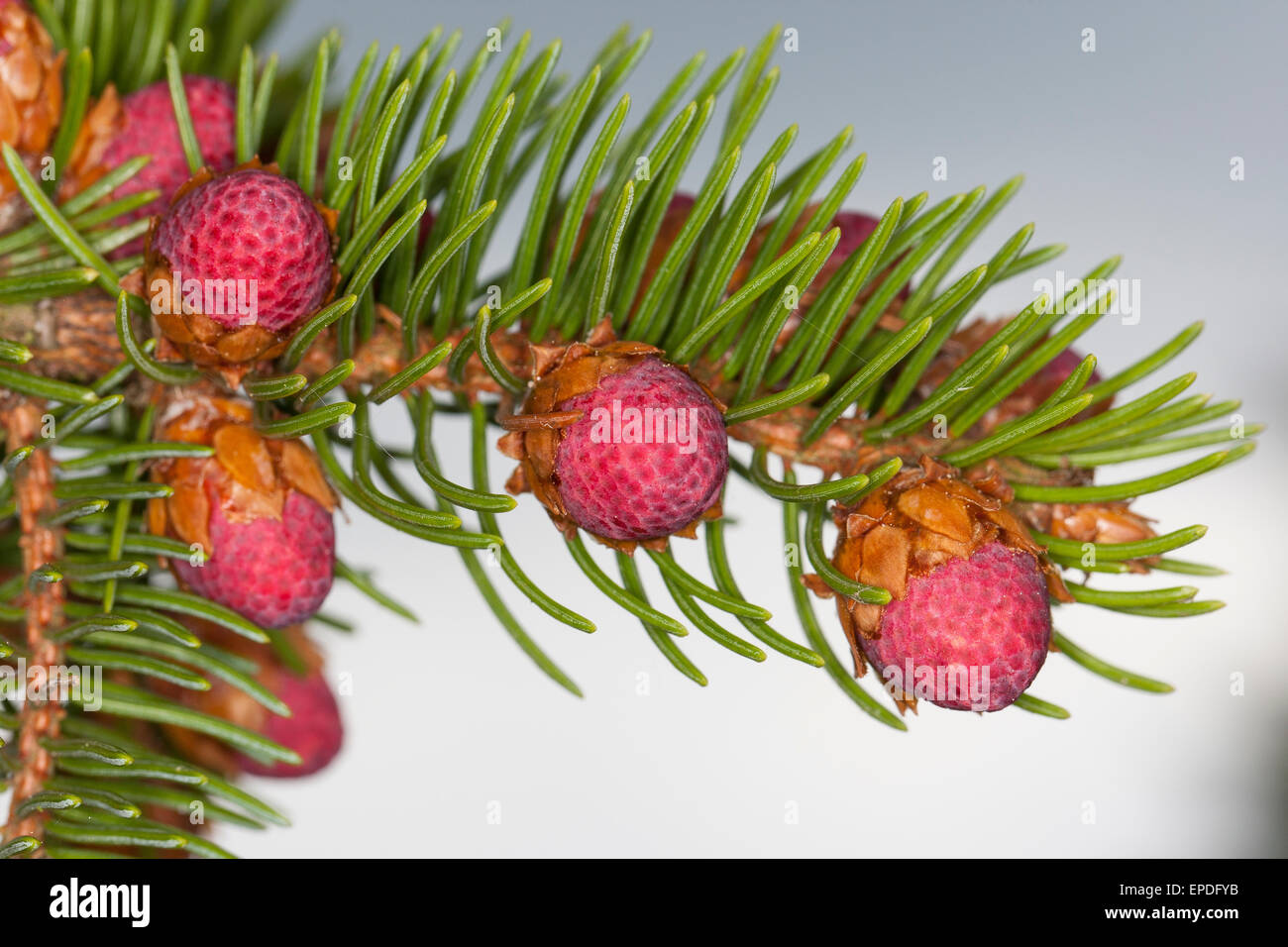 Gemeinsamen Fichte, Weihnachtsbaum, weibliche Blüte, Gewöhnliche Fichte, Rot-Fichte, Weibliche Blüte, Rotfichte, Picea Abies Stockfoto
