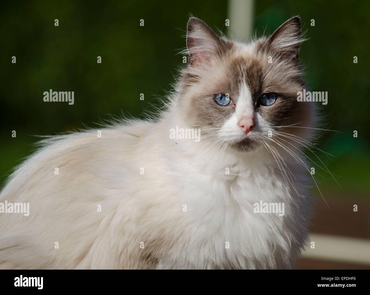 Hier abgebildet ist eine Ragdoll Katze die Sommersonne genießen. Die Ragdoll hat atemberaubende Blaue Augen. Stockfoto