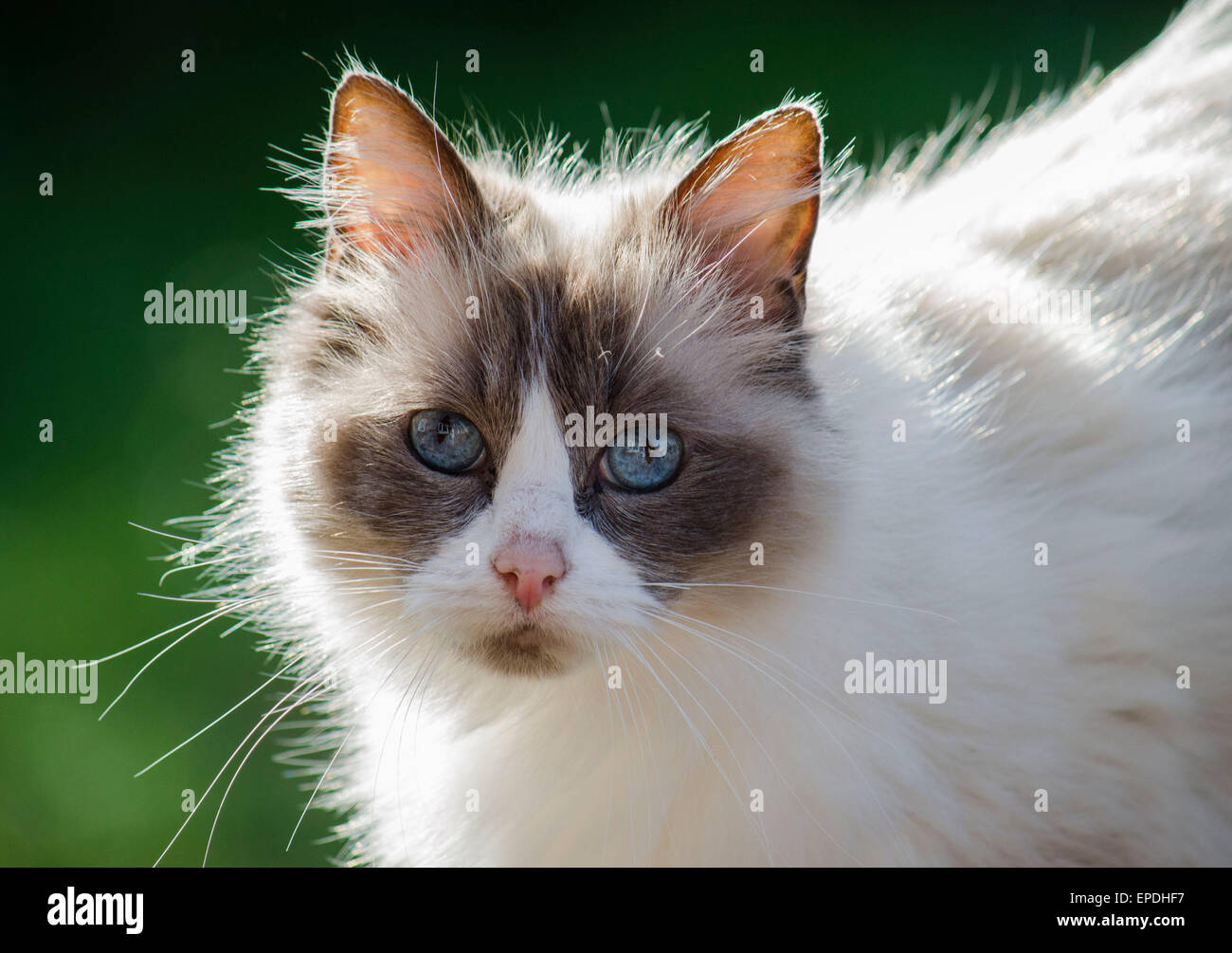 Hier abgebildet ist eine wunderschöne Ragdoll Hauskatze mit herrlichem blaue Augen, im Freien in der Sonne genießen. Stockfoto