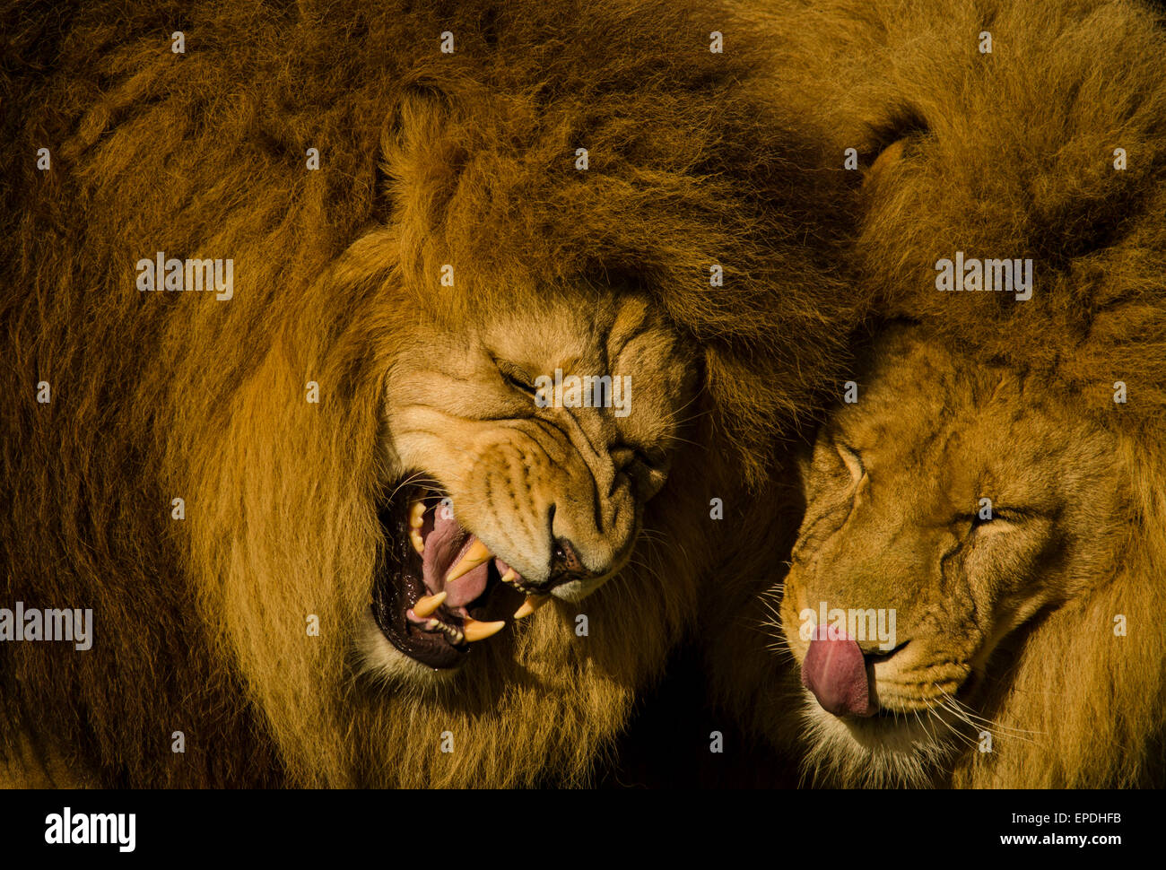 Die hier abgebildeten sind afrikanische Löwen im Moment miteinander und die Kommunikation mit einem Brüllen. Sie gefangen Löwen fotografiert in einem Wildlife Park. Stockfoto