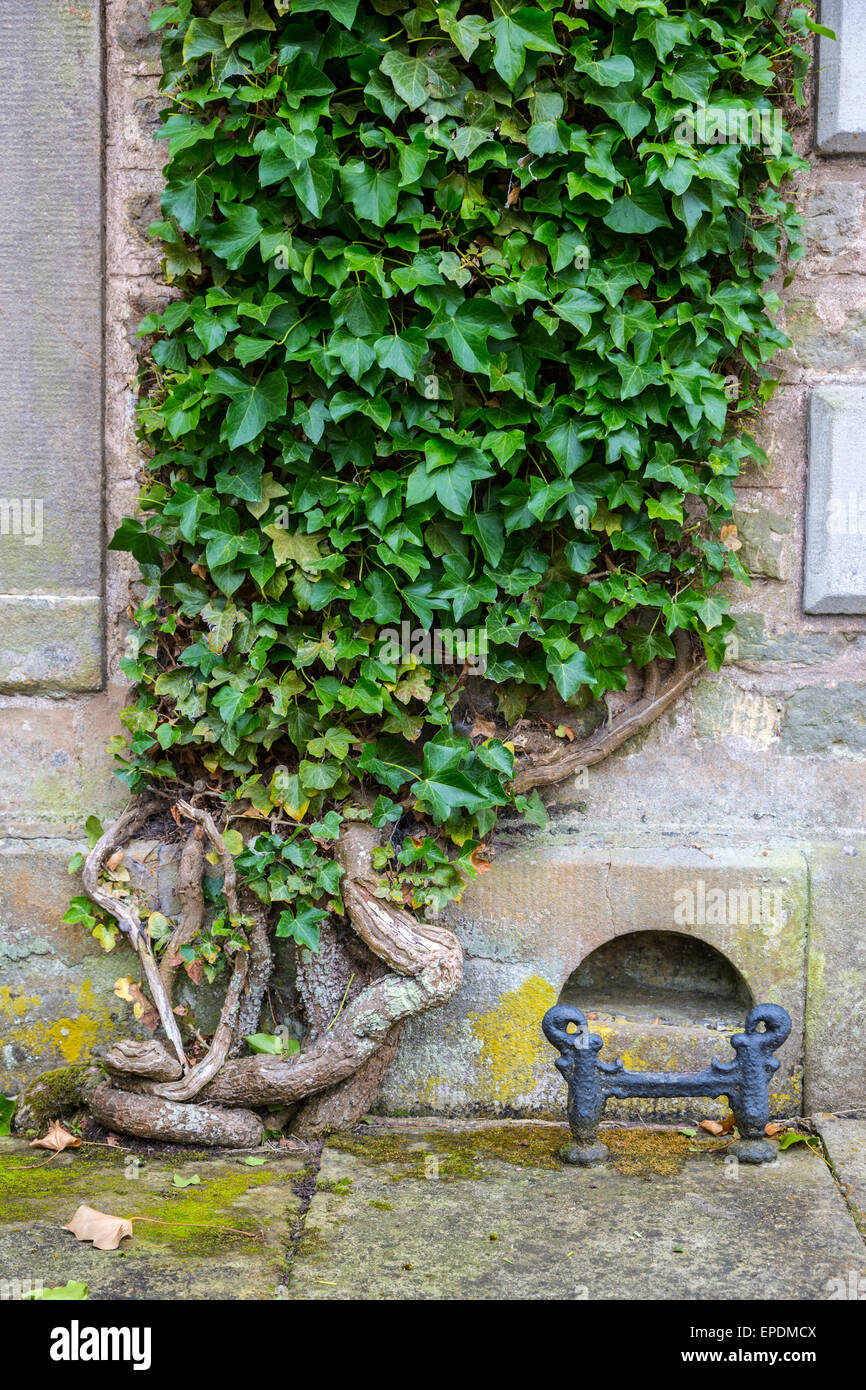 Großbritannien, England, Yorkshire.  Schlamm-Schaber und Ivy Wurzel in einem Landhaus in Yorkshire. Stockfoto