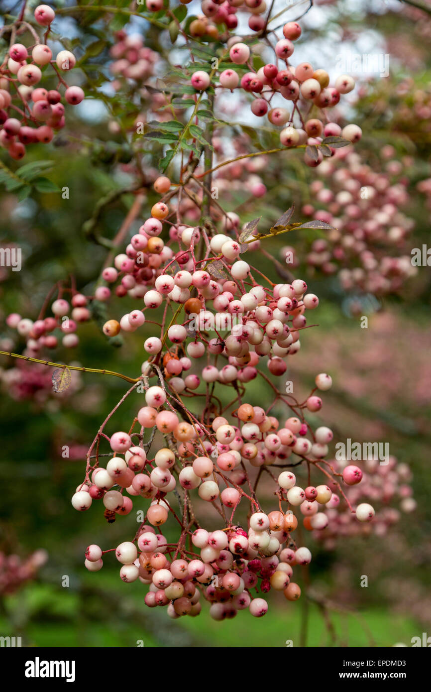 Großbritannien, England, Yorkshire.  Sorbus Vilmorinii, Vilmorin die Rowan oder Vilmorin die Eberesche.  Eingeborener nach Tibet und China. Stockfoto