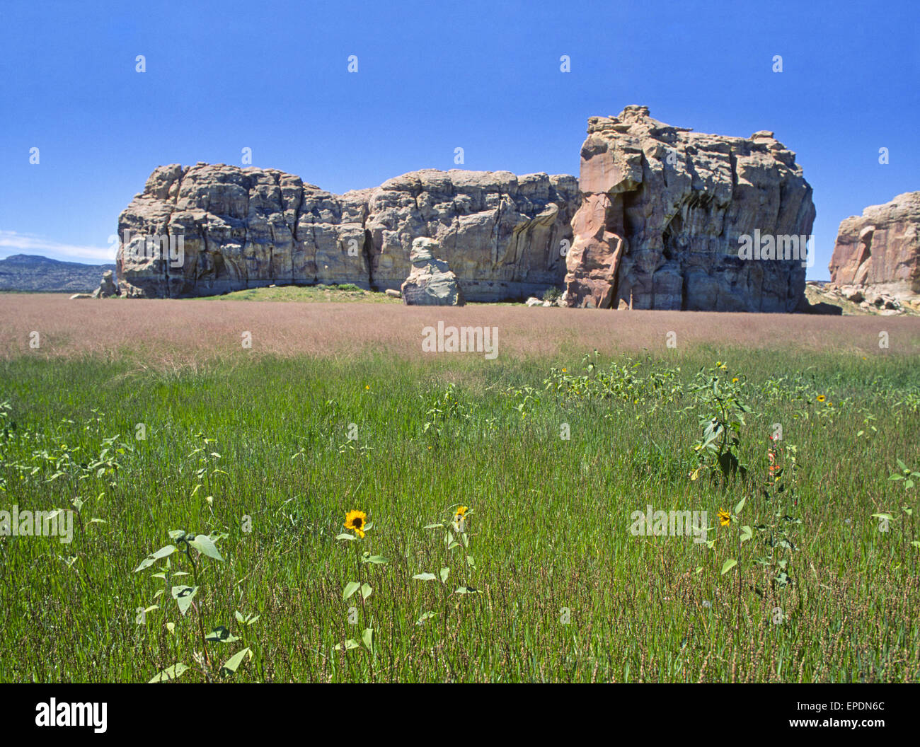 Boulder Sandsteinformationen in einem Feld Gras und Sonnenblumen in der Nähe von Acoma Indian Pueblo im Acoma-Reservat in New Mexico Stockfoto
