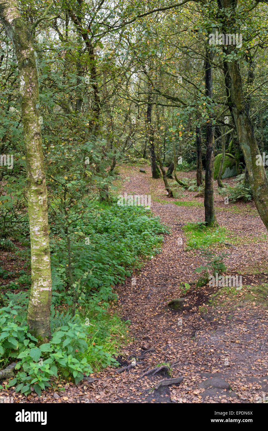 Großbritannien, England, Yorkshire.  Wald um Brimham Rocks, einem National Trust-Standort. Stockfoto