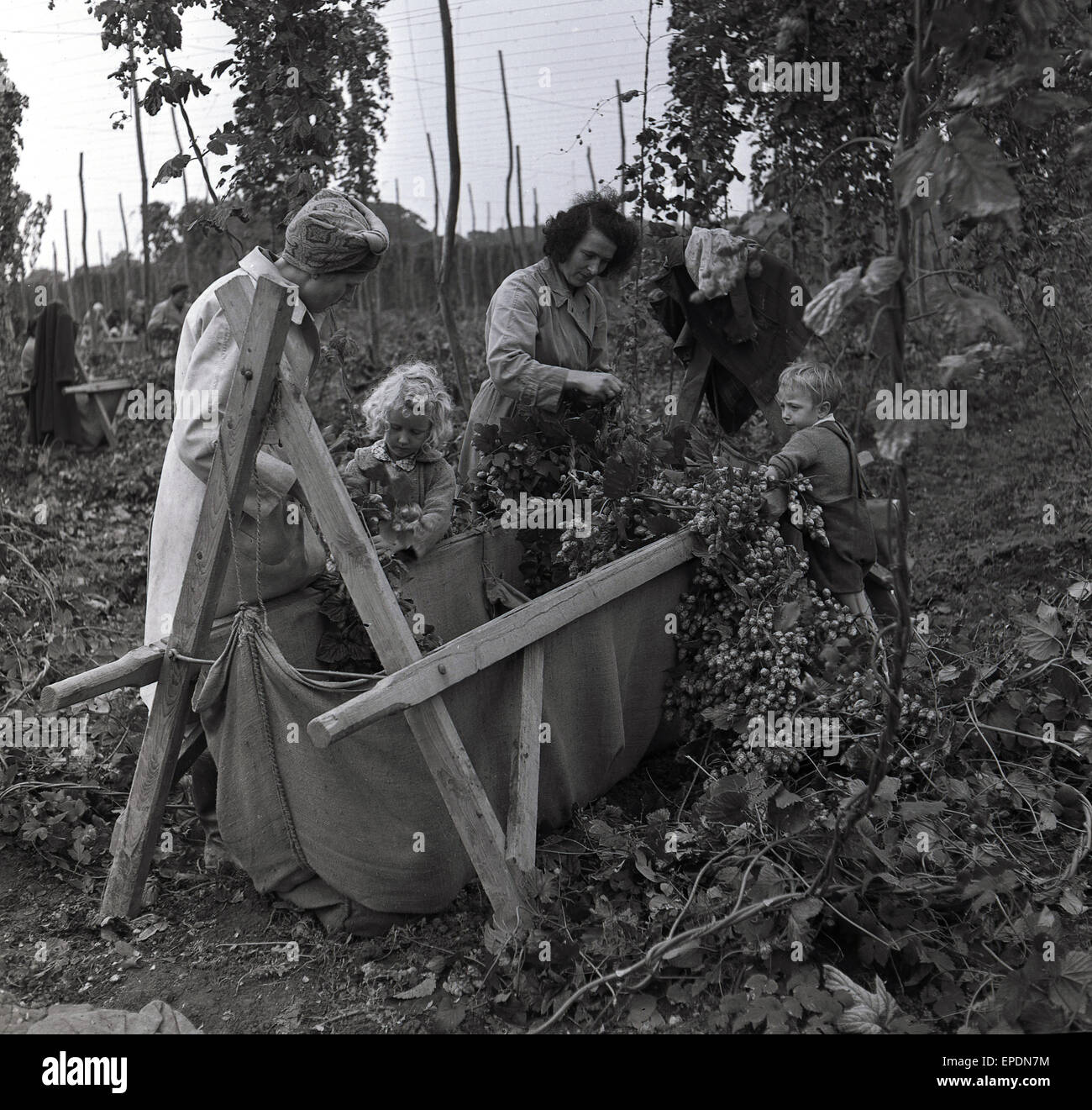 1950er-Jahren, historische.  Familien bei der Arbeit auf den Höfen Hop von Kent, England. VEREINIGTES KÖNIGREICH. Hier sehen zwei Frauen mit ihren Kindern wählen Sie Hopfen aus den Weinbergen, im Sack zu sammeln. Stockfoto