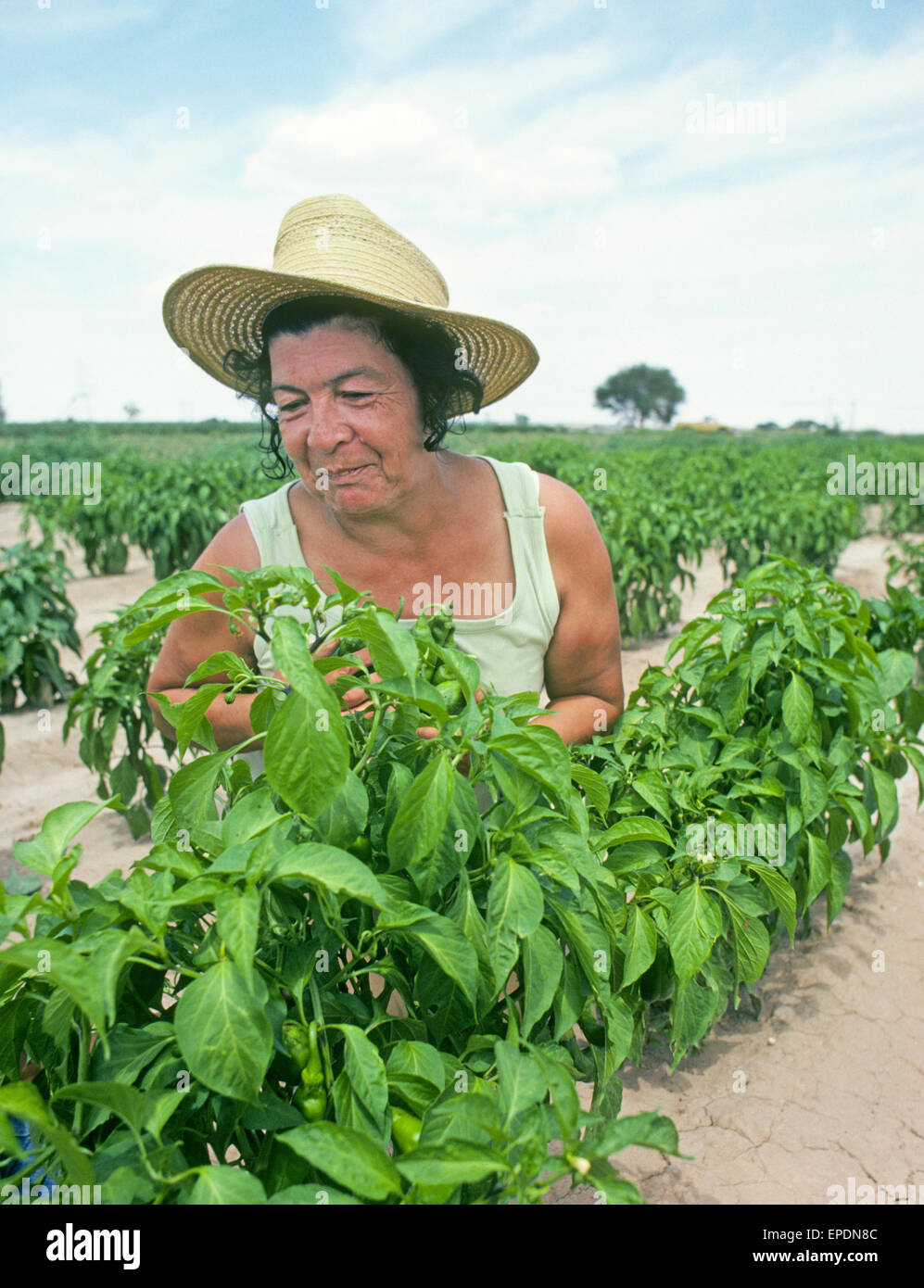 Eine illegale mexikanische Arbeiter nimmt Luke grüne Chile aus einem Bauernhof in der Nähe der kleinen Stadt Luke, New Mexico. Stockfoto