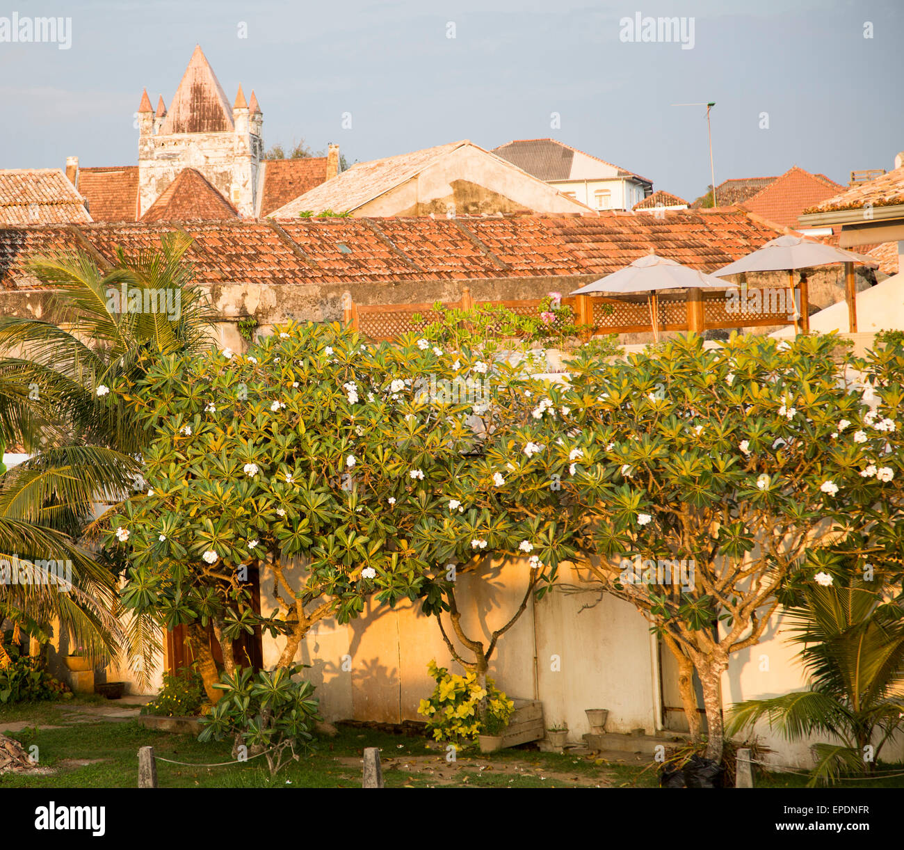 Frangipani Blüte Bäume Gebäude in der historischen Stadt Galle, Sri Lanka, Asien Stockfoto