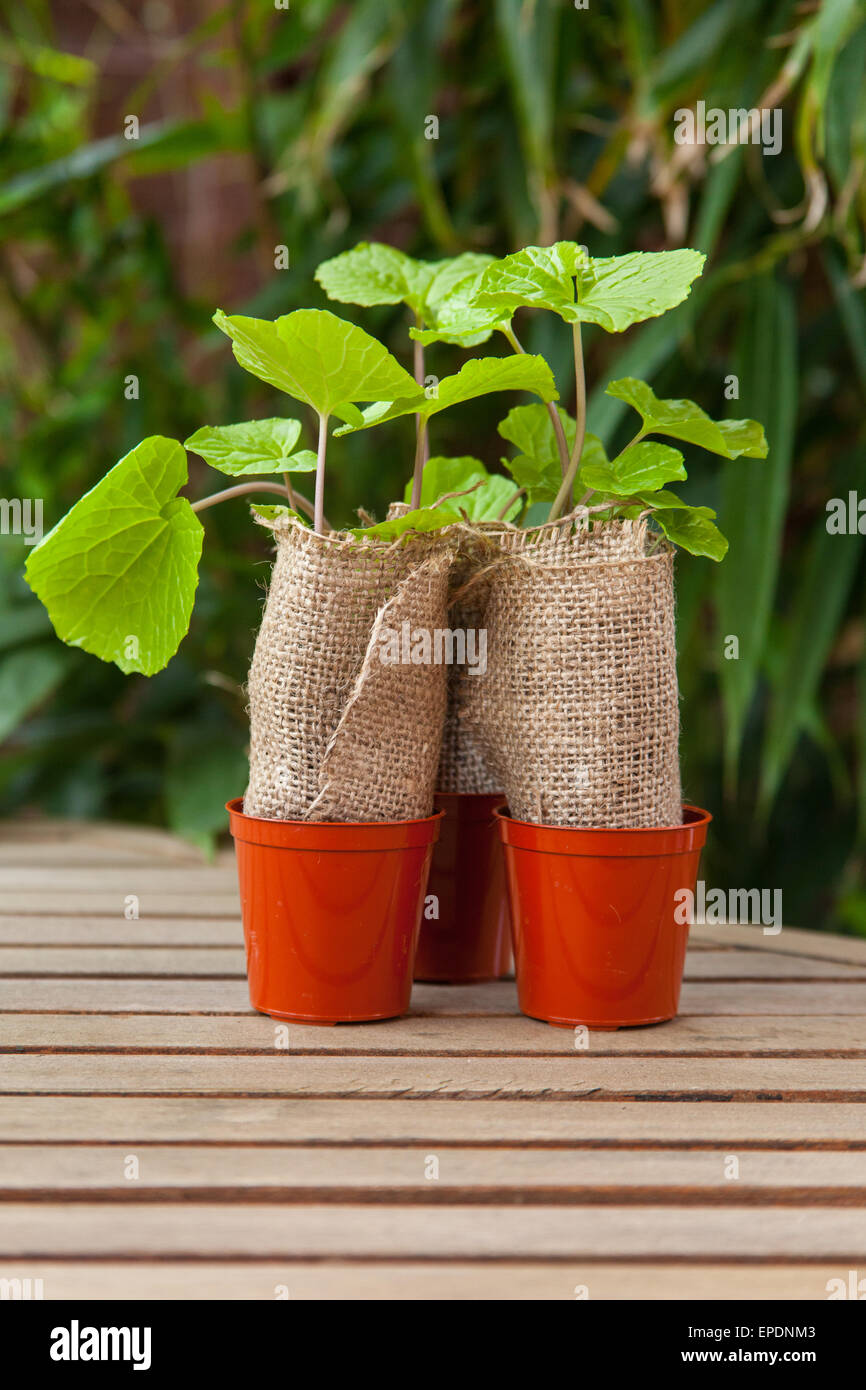 Japanische Wasabi (Wasabia Japonica) Pflanzen. Stockfoto