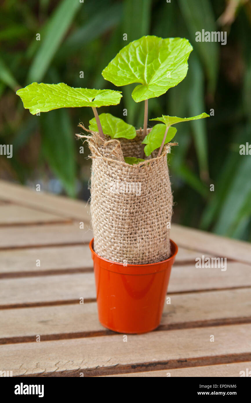 Japanische Wasabi (Wasabia Japonica) Pflanze. Stockfoto