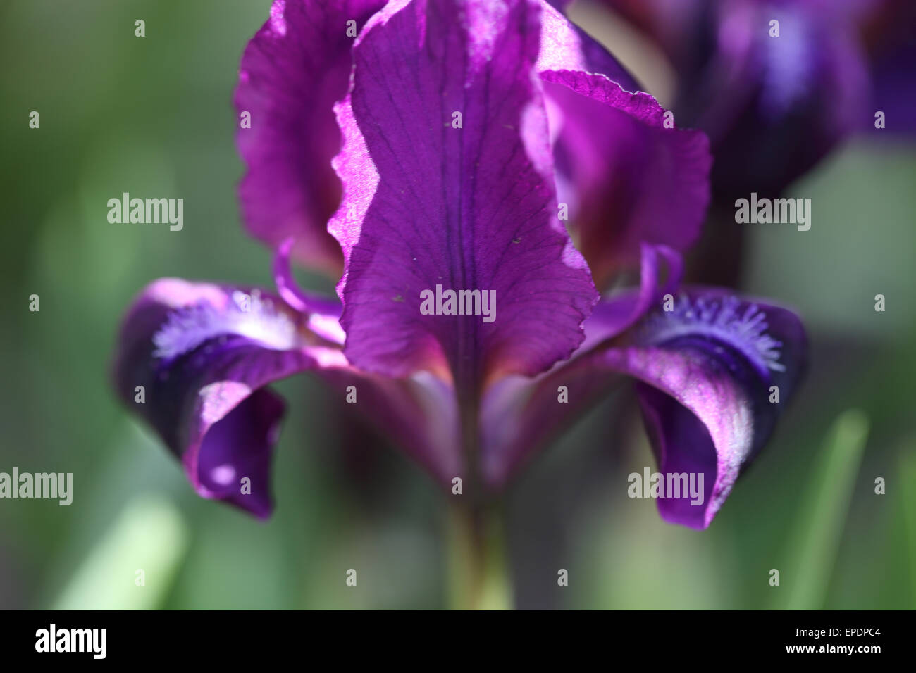Nahaufnahme von lila Iris Blumen Stockfoto