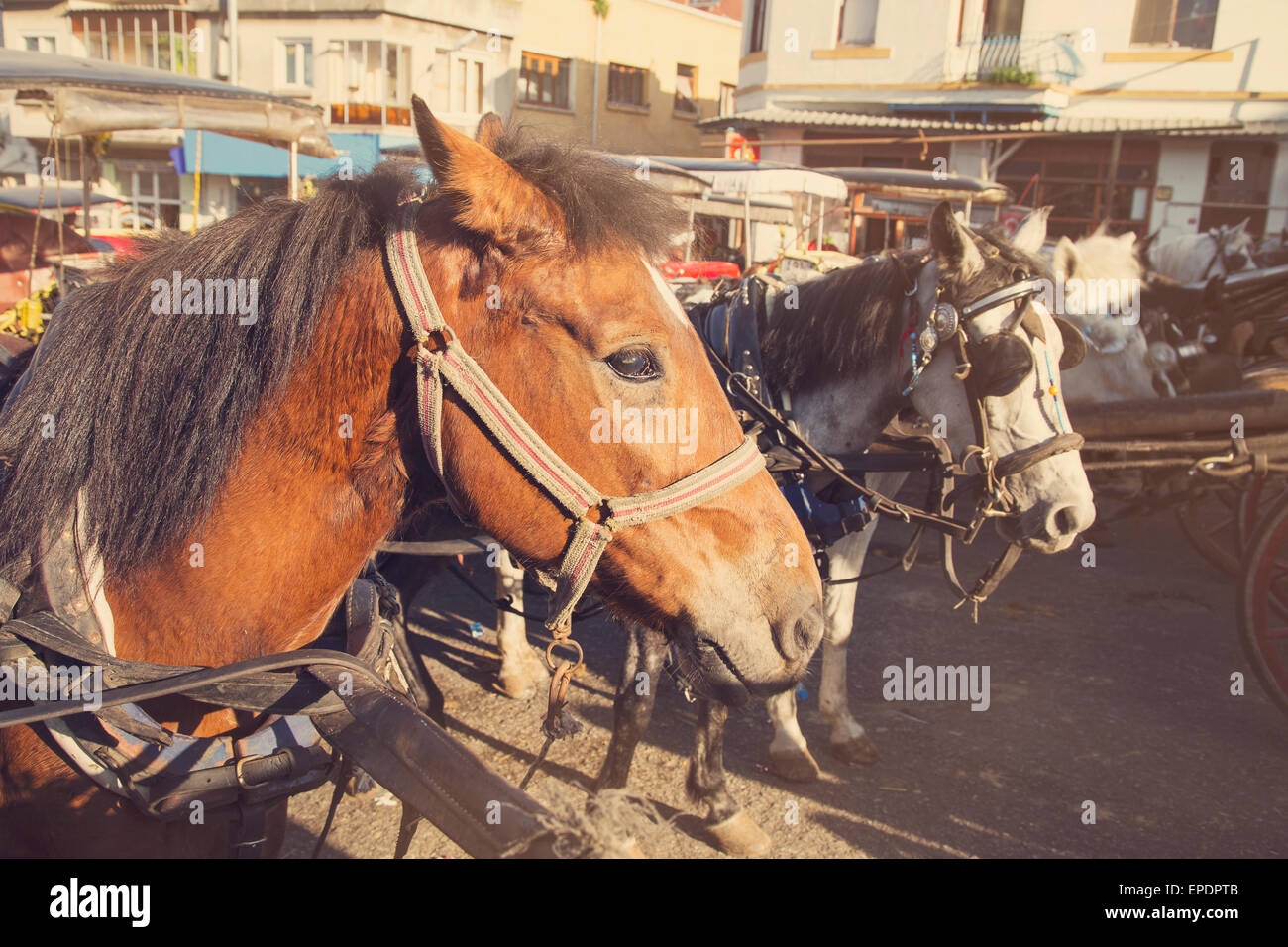 Vintage Blick auf Pferde warten ihrerseits auf den Prinzen Inseln in der Nähe von Istanbul, Türkei Stockfoto