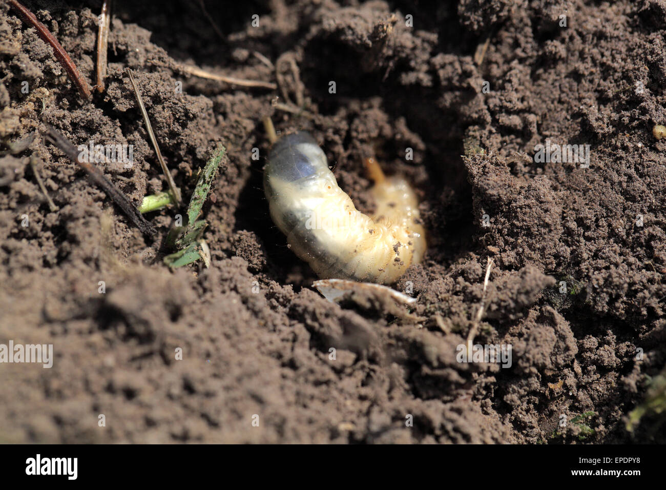 Larve des MaiBug in der Erde vergraben Stockfotografie Alamy Larve des MaiBug in der Erde vergraben Stockfotografie Alamy