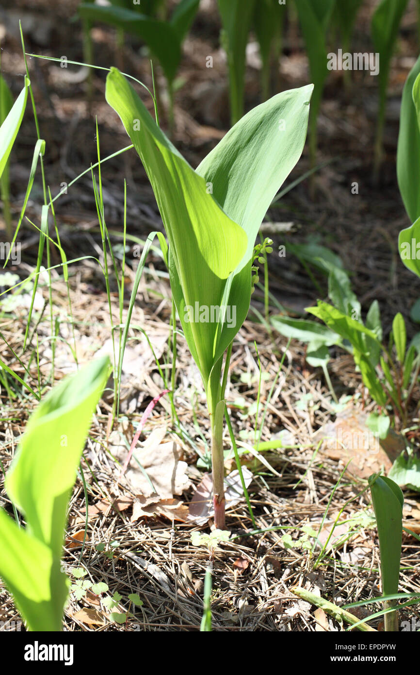 Maiglöckchen im Wald Stockfoto