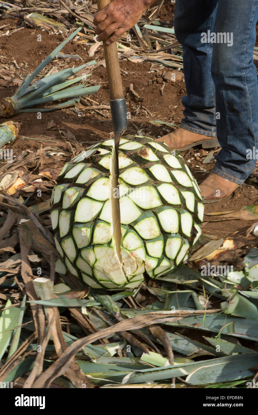 Blaue Agave, Ernte, Tequila, Jalisco, Mexiko Stockfotografie - Alamy