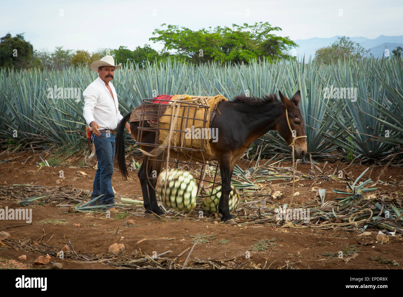 Blaue Agave, Ernte, Tequila, Jalisco, Mexiko Stockfoto