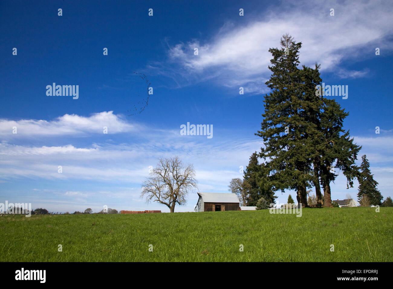 Ein Flug von Kanadagänse in einer V-Formation fliegen über einen Bauernhof im nördlichen Willamette Valley in der Nähe der Stadt Silverton, Oregon. Stockfoto