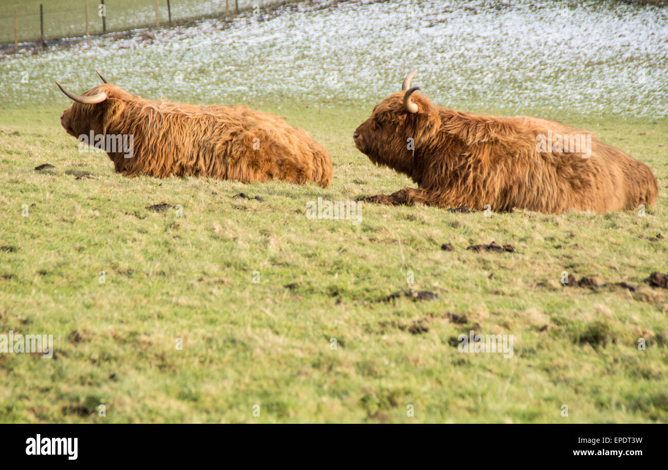 Ein paar haarige Kühe Highland ruht in einem Feld in Schottland Stockfoto