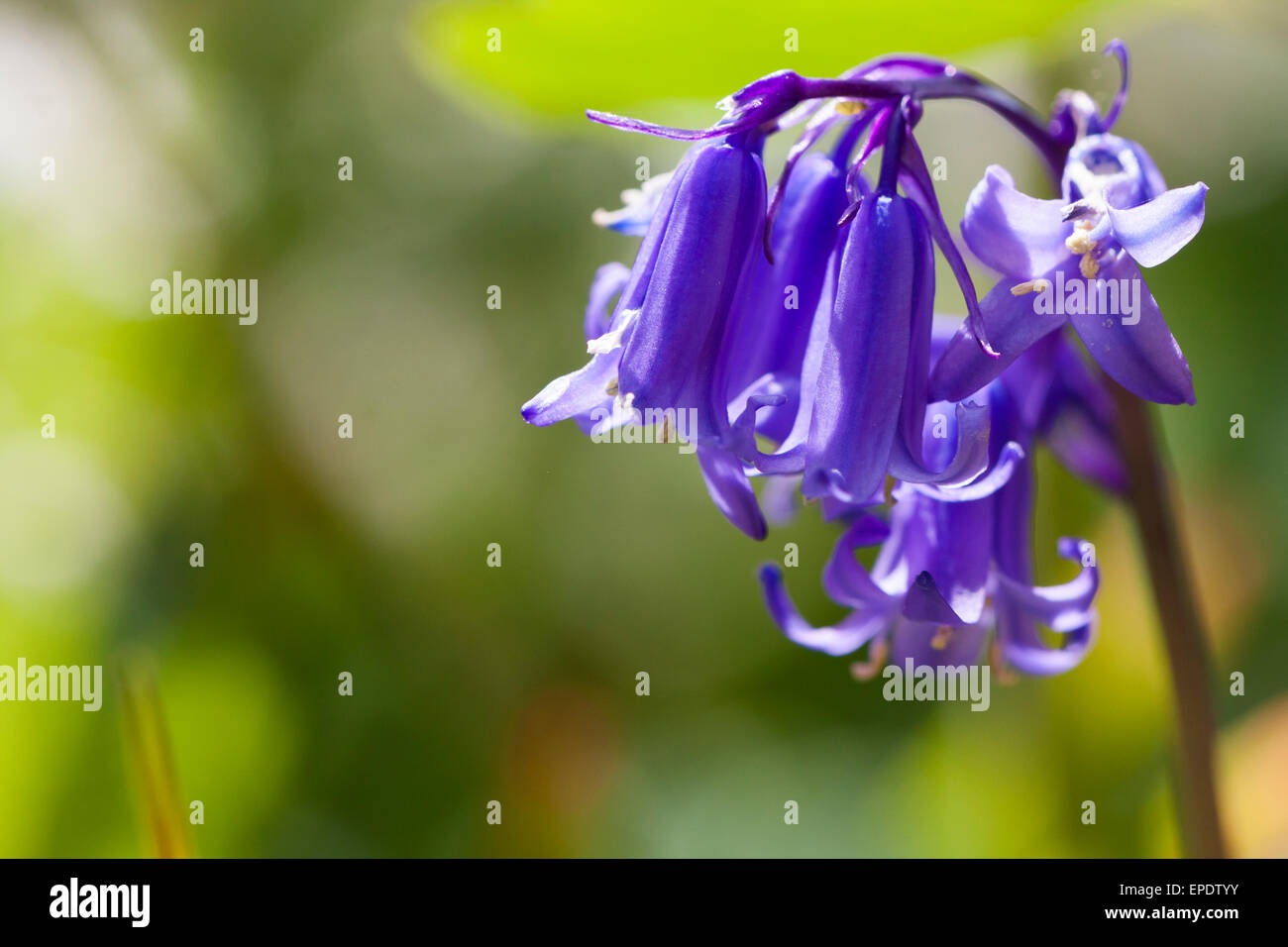 Glockenblumen blühen im Garten, fangen das Sonnenlicht. Stockfoto