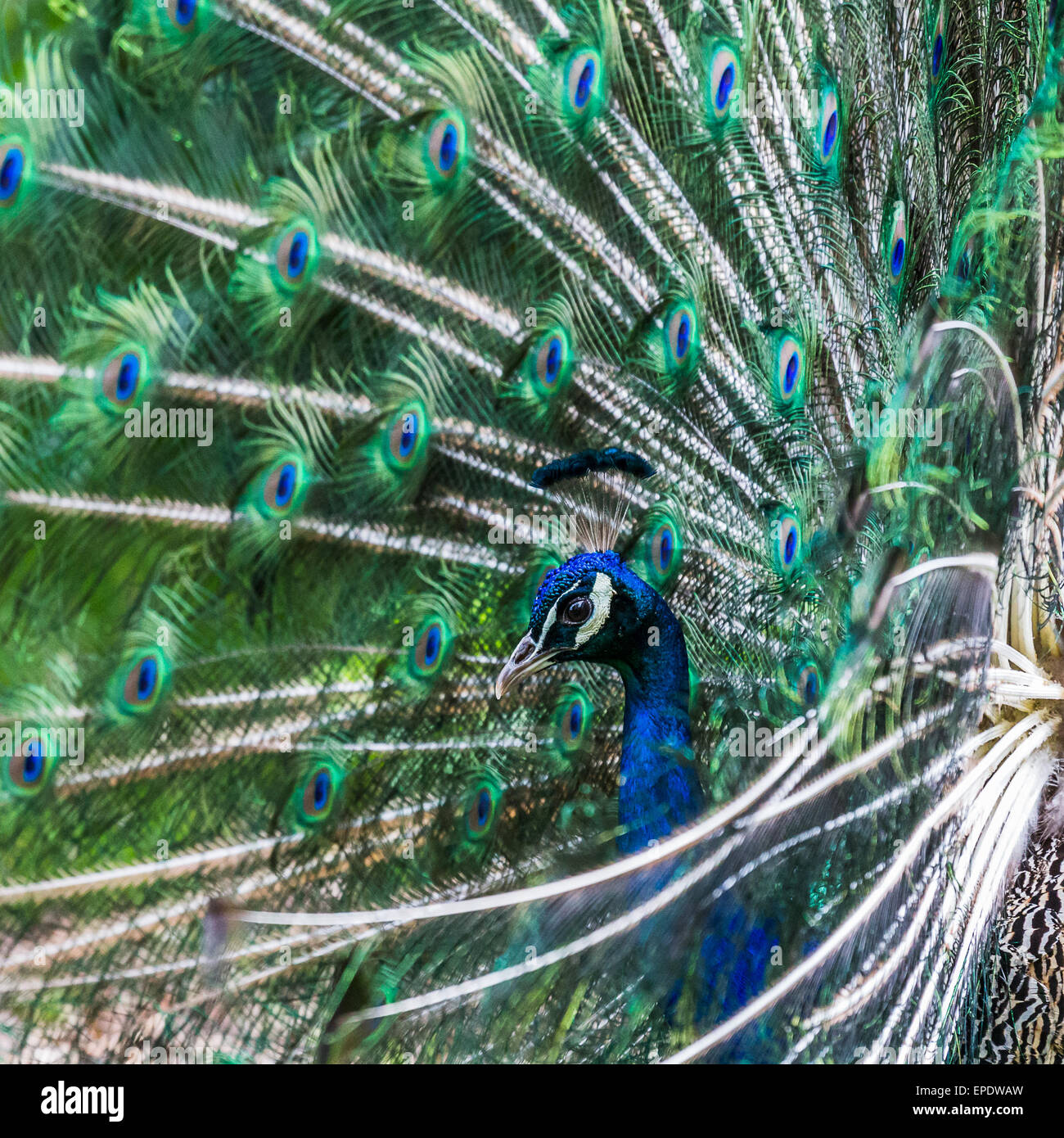 Ein Pfau wendet sich an seinen Kopf in seine Federn in diesem Bild einrahmen. Stockfoto