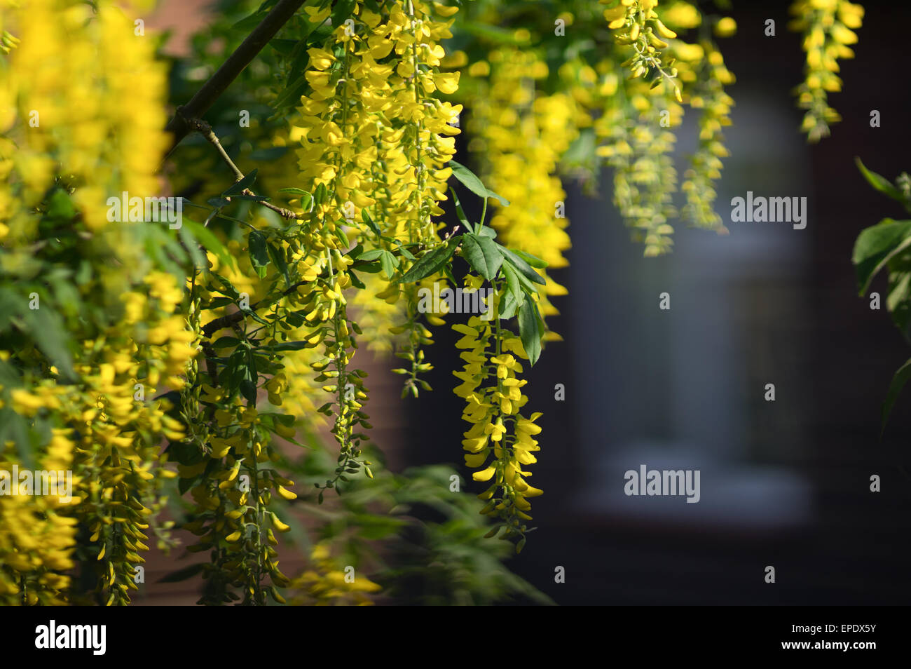 Goldregen im warmen Frühjahr Abendlicht, vor einem Haus Fenster herunterhängen. Stockfoto