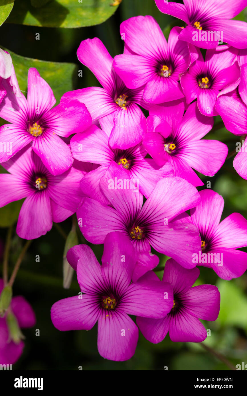 Frühlingsblumen des rosa Sauerampfer, Oxalis Gliedertiere Aussaat selbst Stockfoto