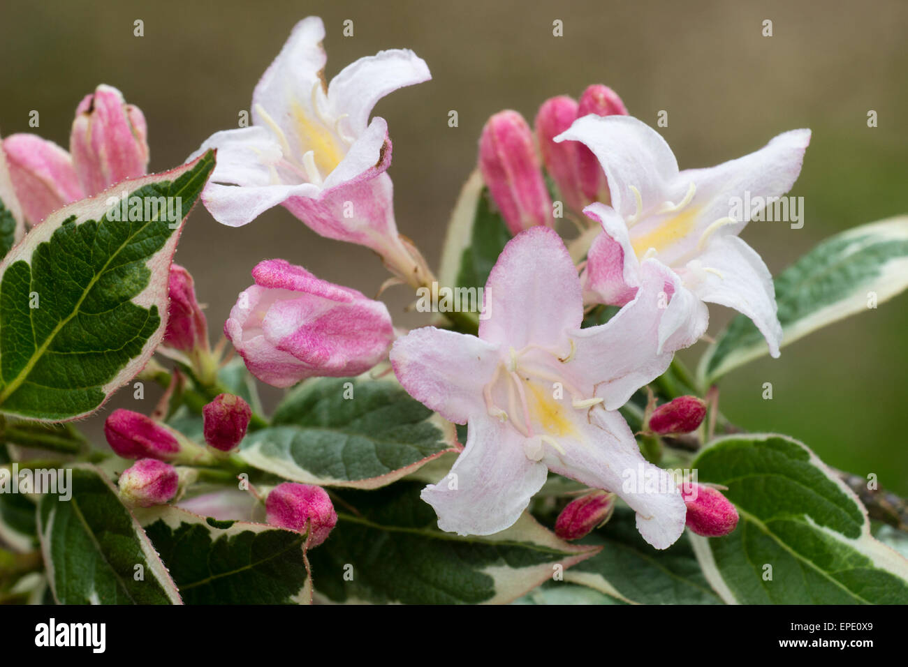 Rosa Blüten und Varigated Laub von der winterharte Strauch Weigela