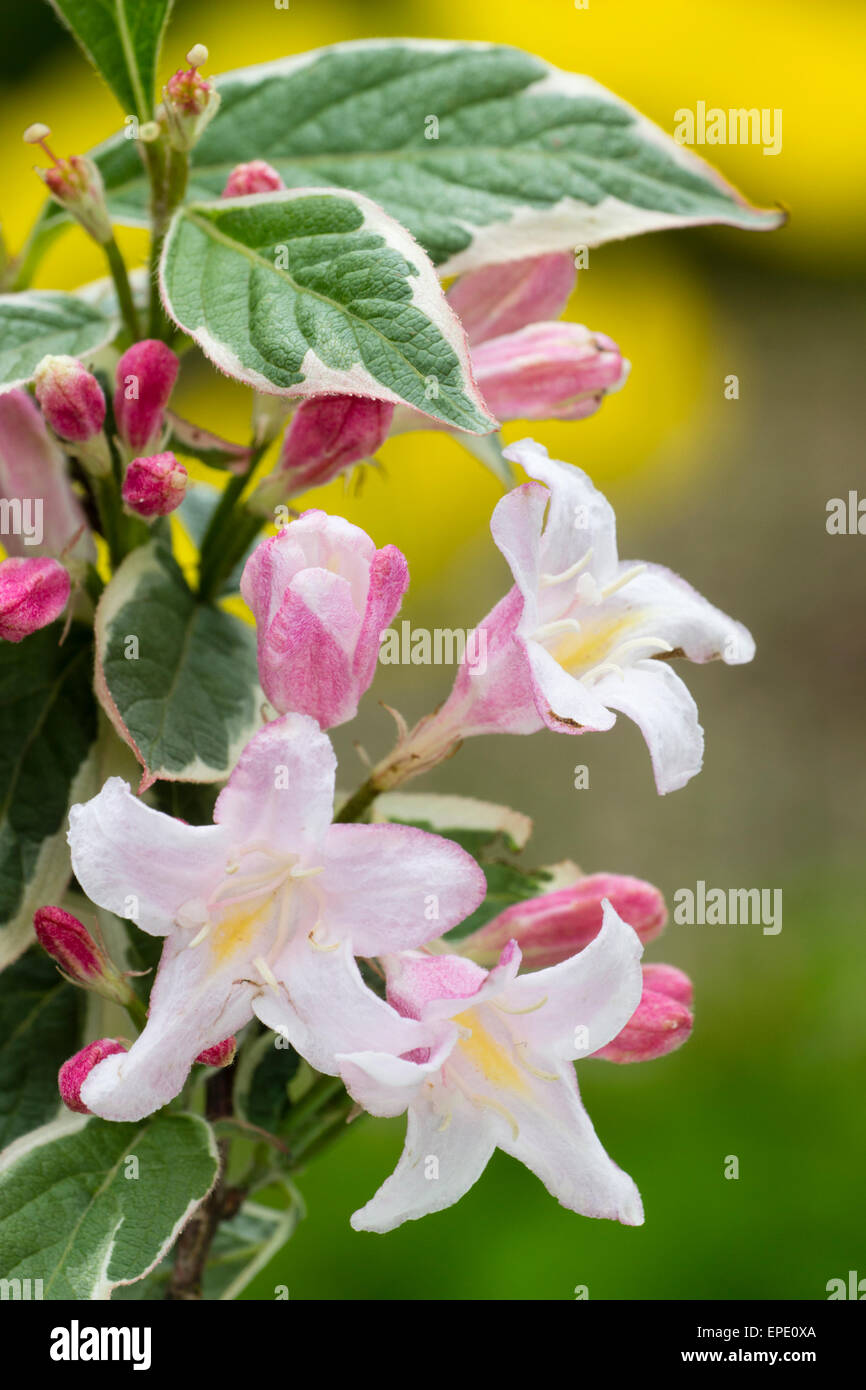 Rosa Blüten und bunten Laub der winterharte Strauch Weigela Florida