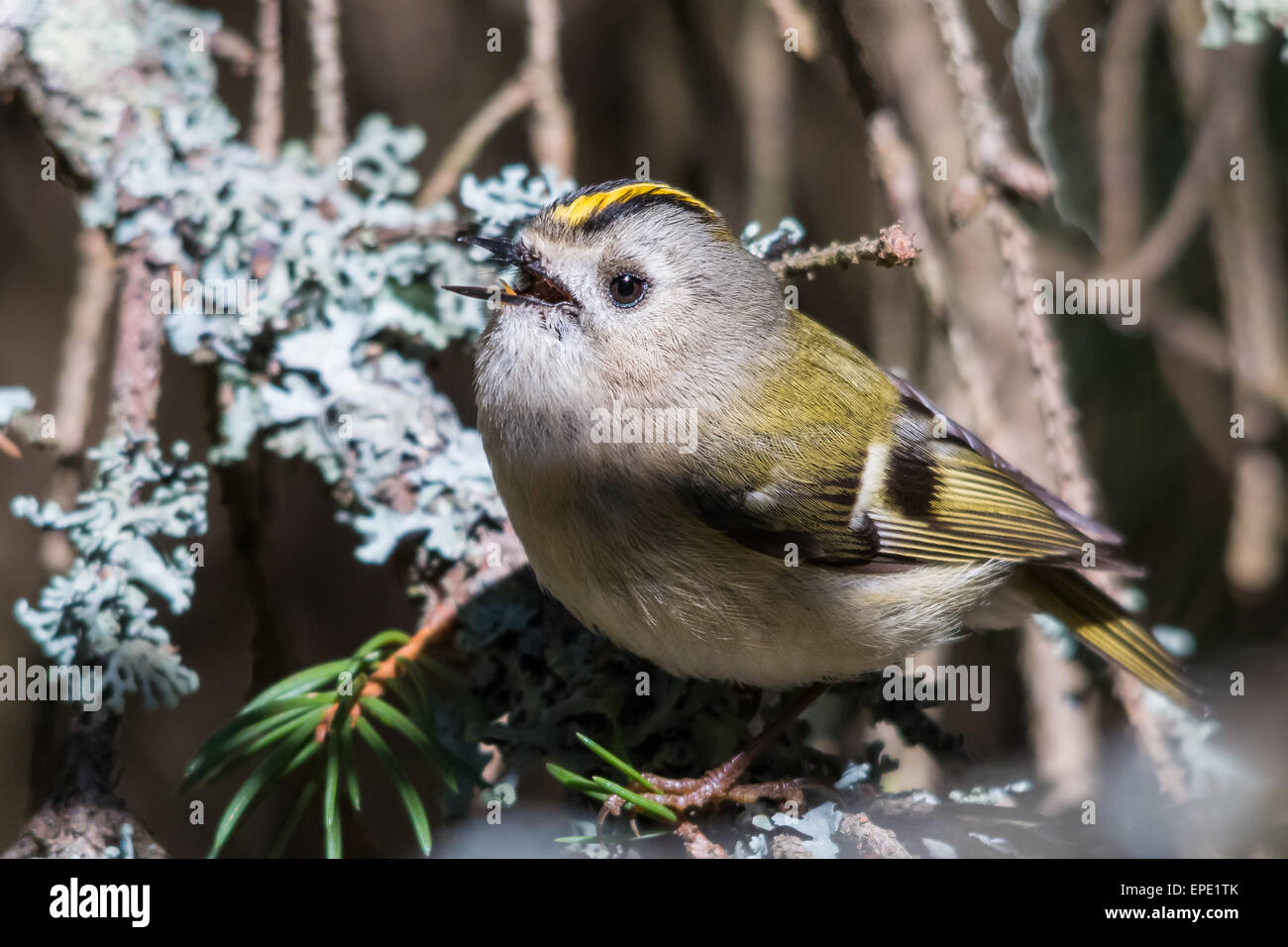 Ein Gesang Wintergoldhähnchen (Regulus Regulus) Stockfoto