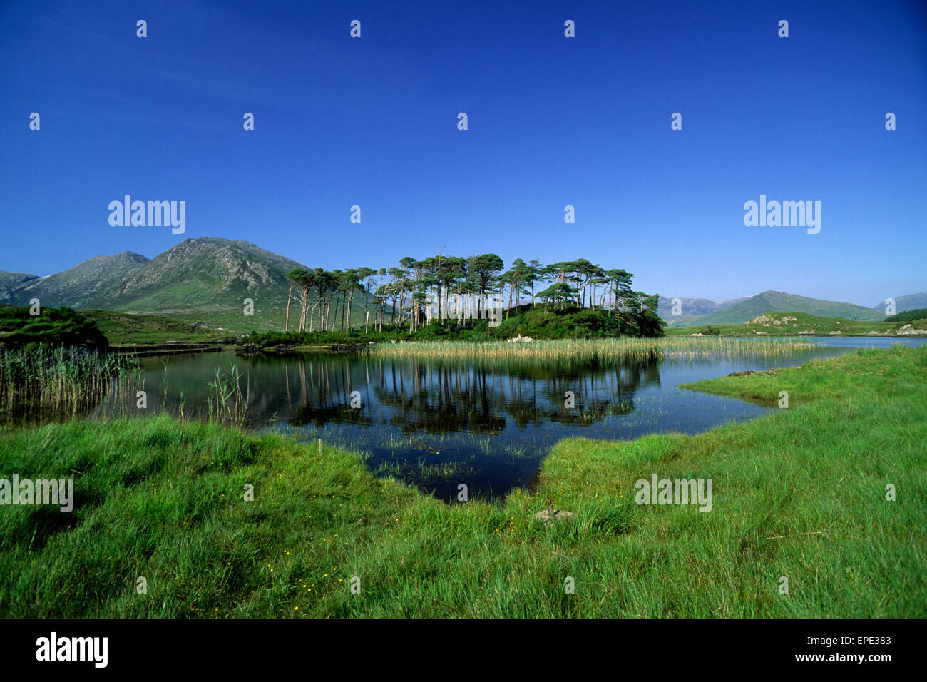 Irland, County Galway, Connemara, Derryclare Lake, Pine Island Stockfoto