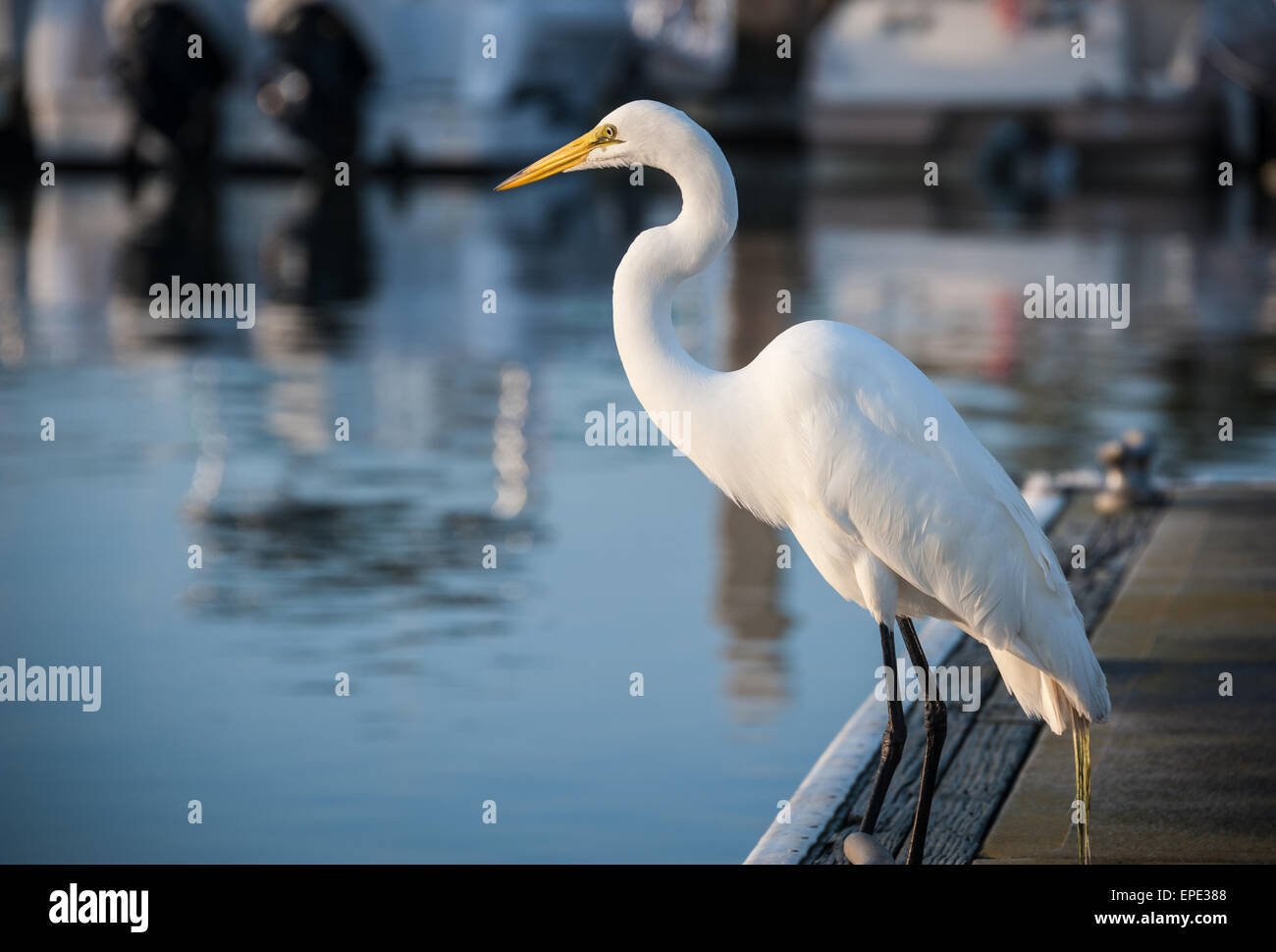 Silberreiher bei Sonnenaufgang auf einem Dock in St. Augustine Marina Matanzas Bay in St. Augustine, Florida, USA. Stockfoto