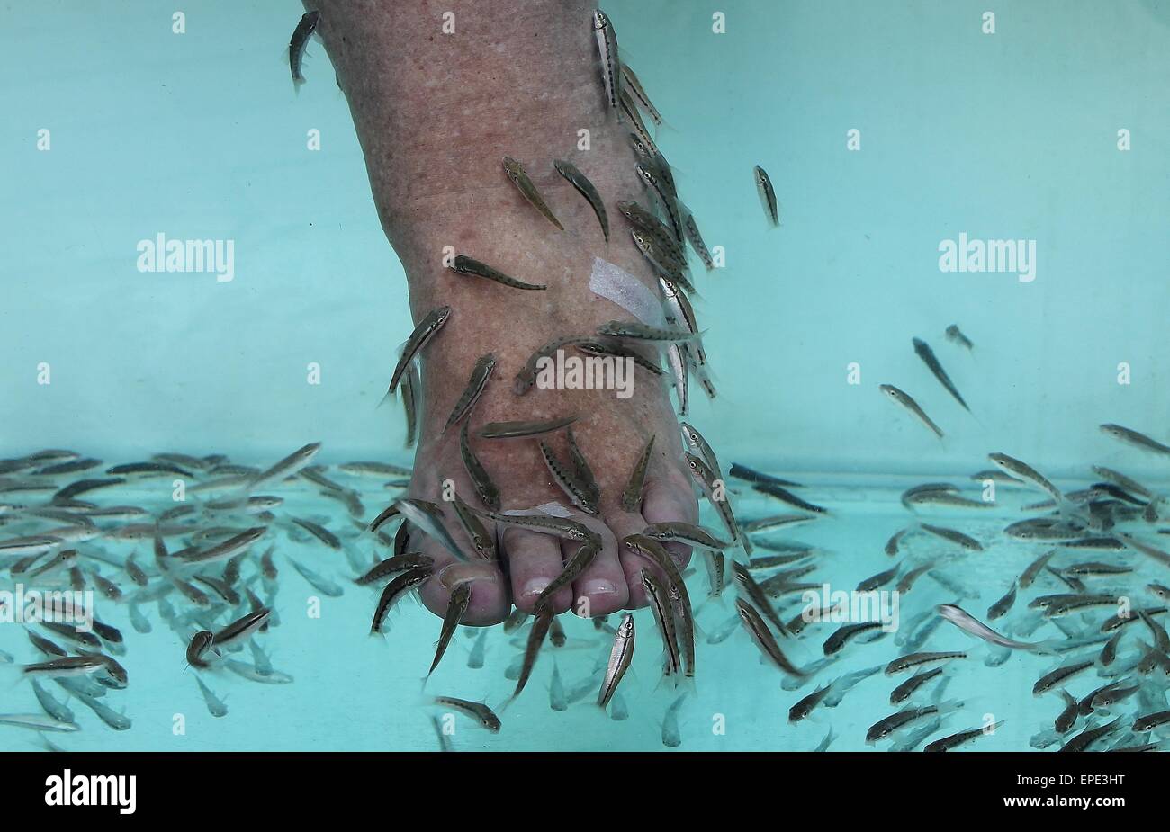 Pediküre Fisch Spa. rufa garra Fisch Spa Behandlung. aus der Nähe von Fisch und Füße im blauen Wasser. Stockfoto