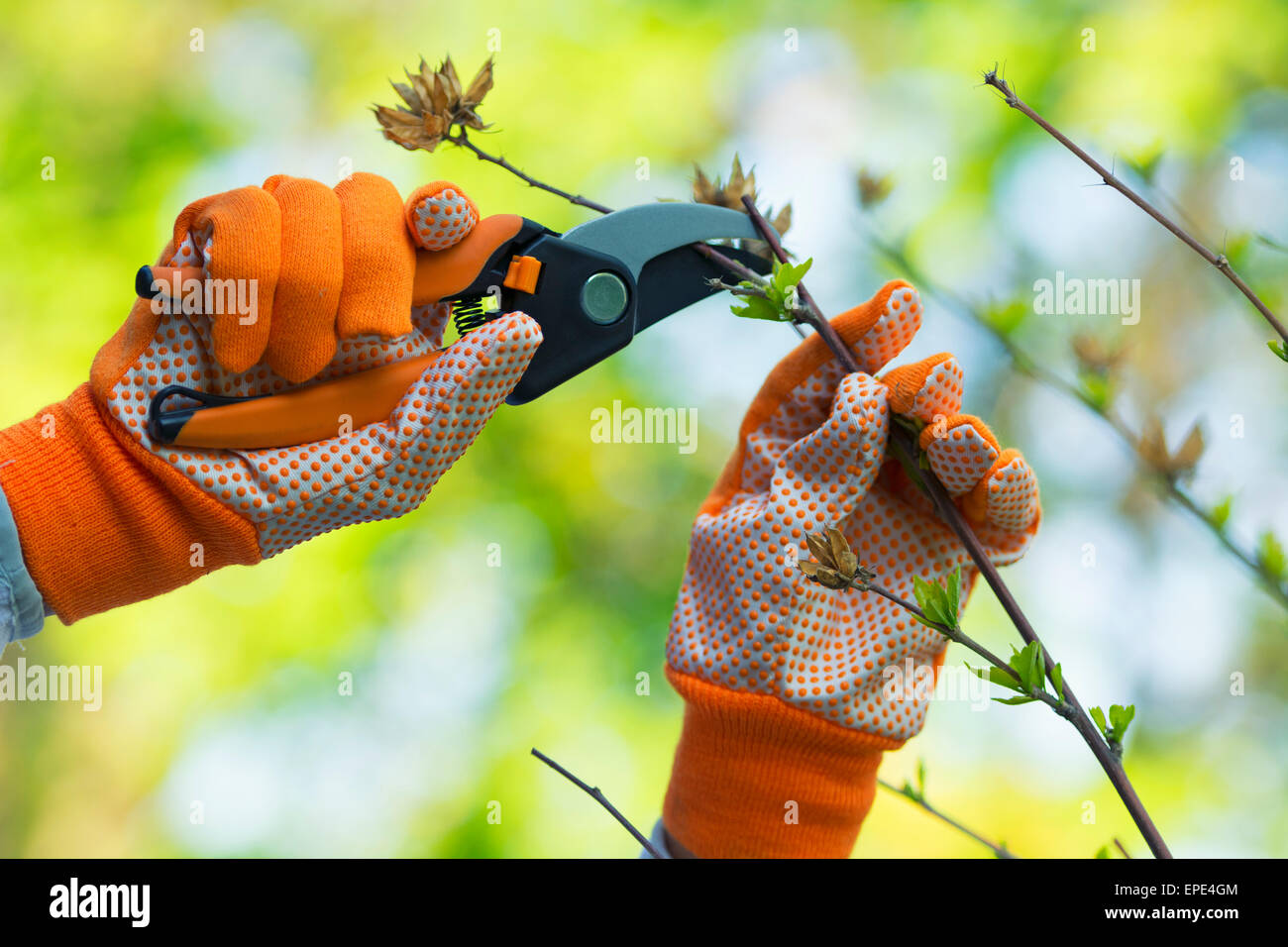Gartenarbeit, beschneiden Hibiskus Pflanze, Handschuhe und Scheren Stockfoto