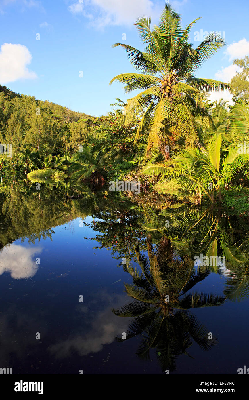 Schöner See mit Palmen in der Nähe von Le Chevalier Bay Guesthouse. Insel Praslin in den Seychellen. Stockfoto