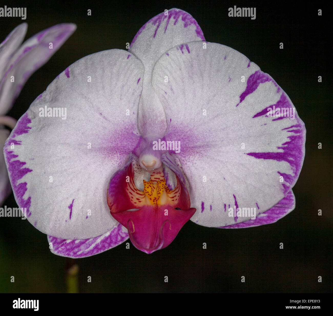 Doritaenopsis 'Lightning' Mutation, weiße Orchidee Blume mit Spritzern von Magenta / lila auf dunklem Hintergrund Stockfoto